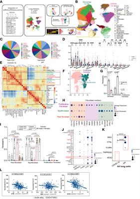 Single cell meta-analysis of EndMT and EMT state in COVID-19